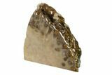 Free-Standing, Petoskey Stone (Fossil Coral) Section - Michigan #160268-2
